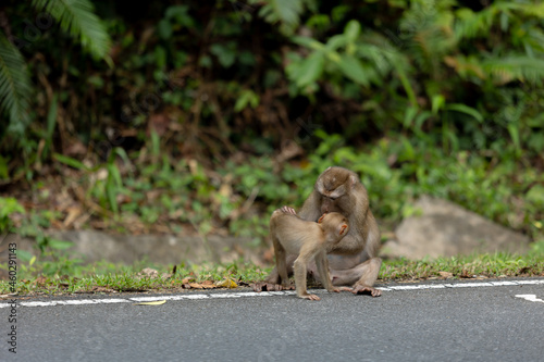 Monkey on the road at Khao Yai International Park Thailand