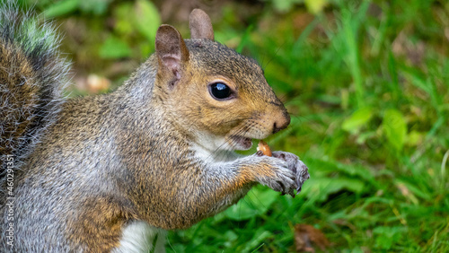 Gray squirrel eats nuts