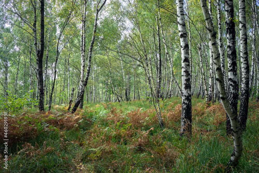 Fototapeta premium Birch forest with grass and ferns.