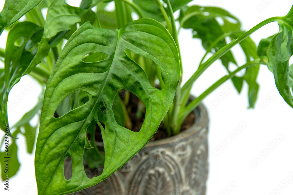 Monstera Swiss cheese plant or Monstera Monkey Mask isolated on a white