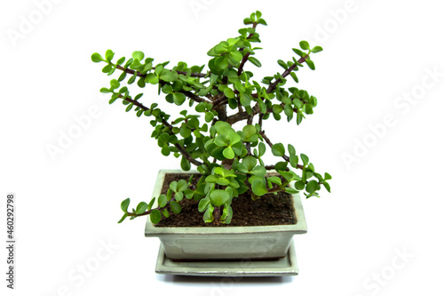 Bonsai Portulacaria isolated on a white background. Portulacaria afra or Elephant Bush is a small-leaved succulent from South Africa. Bonsai tree