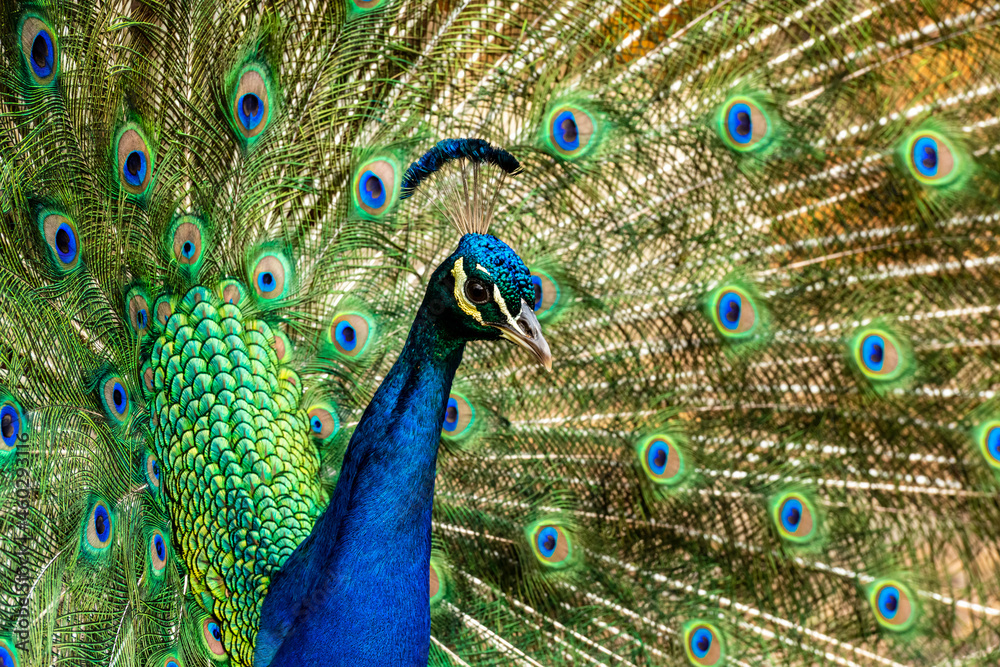 Obraz premium Peacock displaying its colorful feathers.