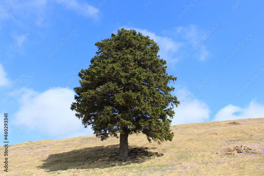lone pine tree on a hill