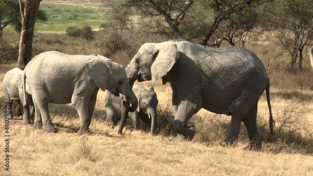 African elephant (Loxodonta africana) matriarch shaking acacia tree to dislodge seedpots
