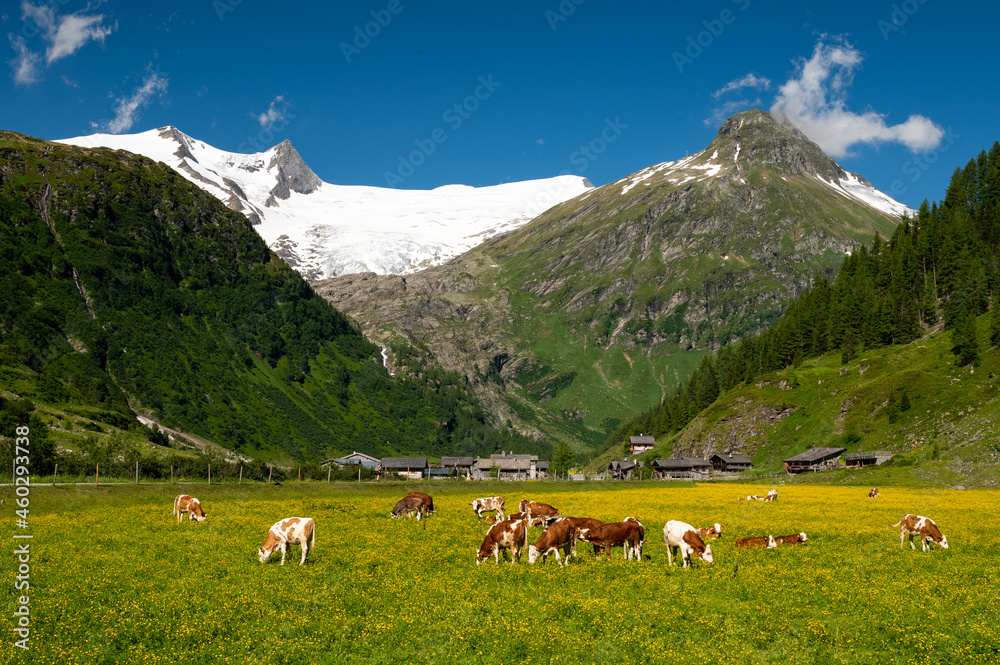 Pasture with cattle and yellow flowers on a sunny day in summer