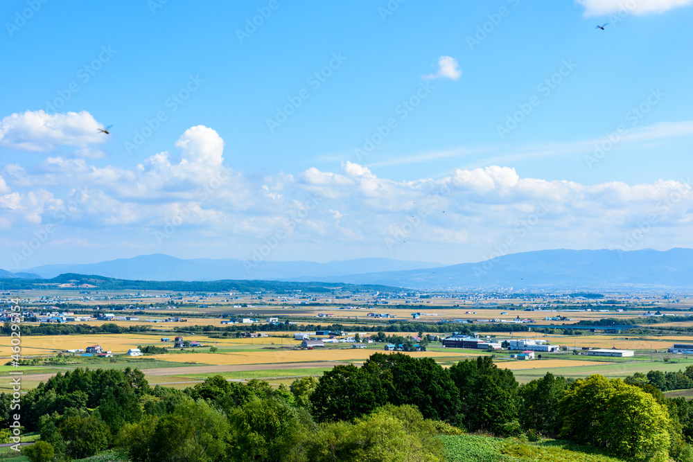 Obraz premium 萌の丘 素晴らしい道央の穀倉地帯を望む