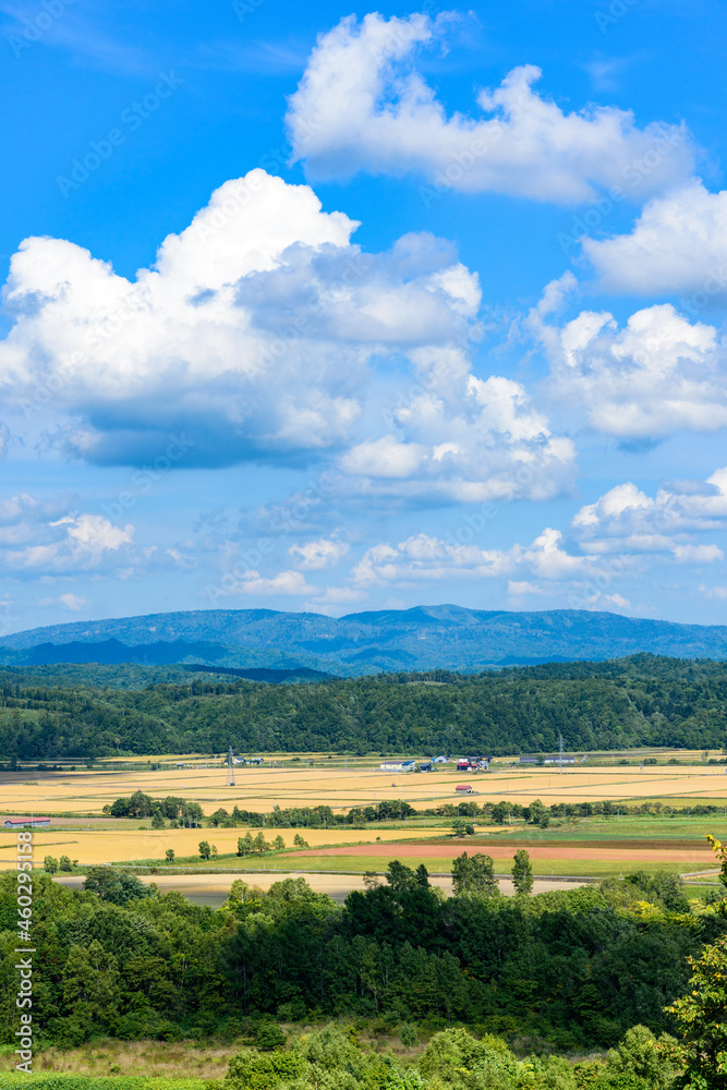 Fototapeta premium 萌の丘 素晴らしい道央の穀倉地帯を望む