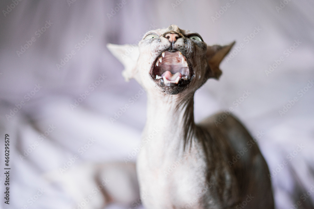 Sphynx hairless cat opens his mouth