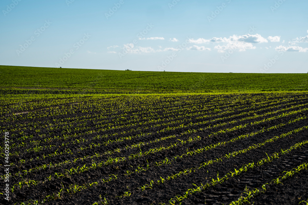 Rows of corn sprouts beginning to grow. Young corn seedlings growing in a fertile soil. An agricultural field on which grow up young corn. Rural landscape.