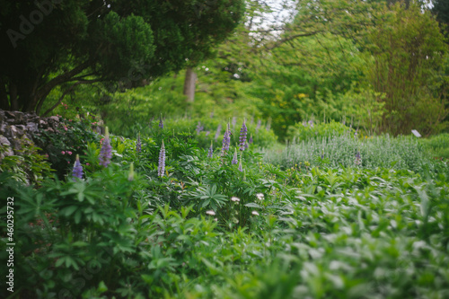 Fototapeta Naklejka Na Ścianę i Meble -  Country Garden Setting with Purple Lupine Flowers Growing