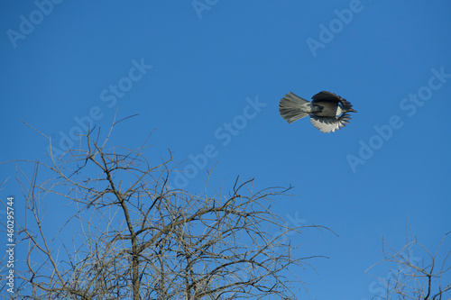 Scrub jay in flight viewed from below feathers fully extended. photo