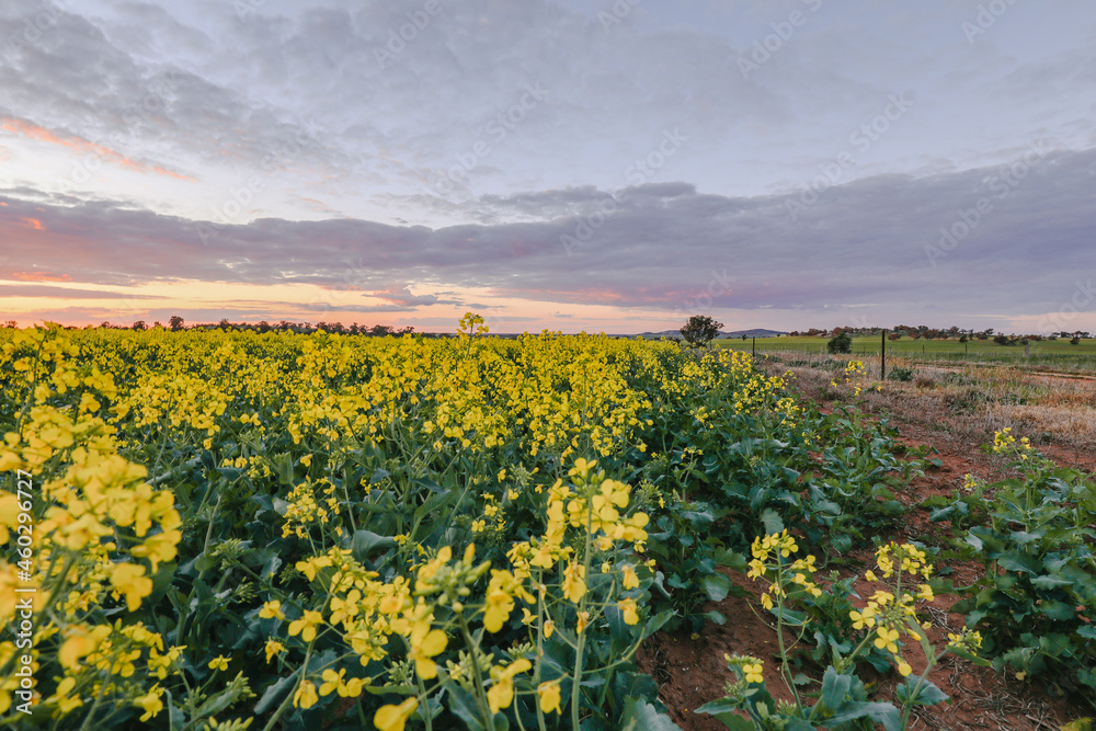 Canola field in full bloom under vibrant sunset sky