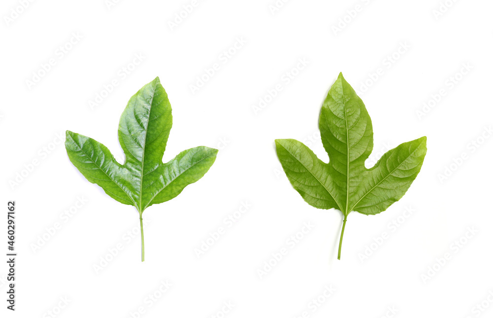 Green leaf isolated on white background Green leaf isolated on white background
