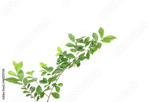 Branch with green fresh foliage leaves isolated on white background
