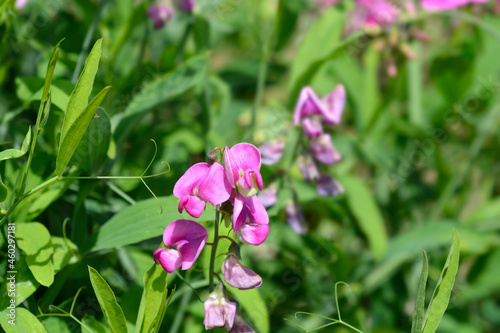 Broad leaved everlasting pea