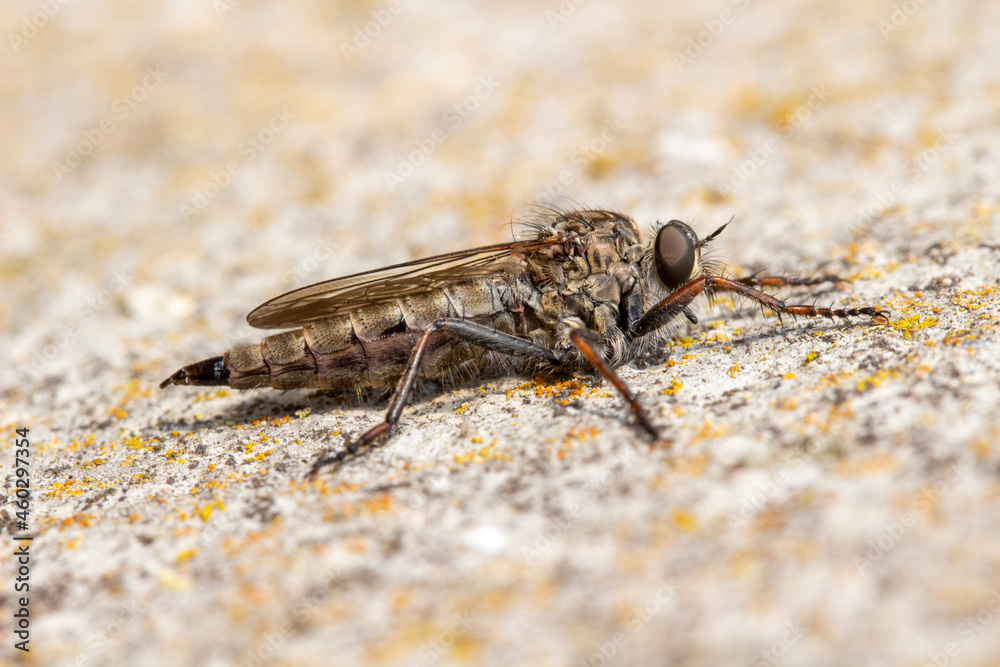 Brown heath Robberfly Machimus cingulatus Brown heath Robberfly Machimus cingulatus