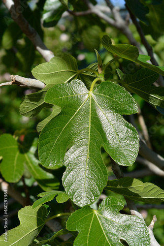 Wallpaper Mural Common fig Torontodigital.ca