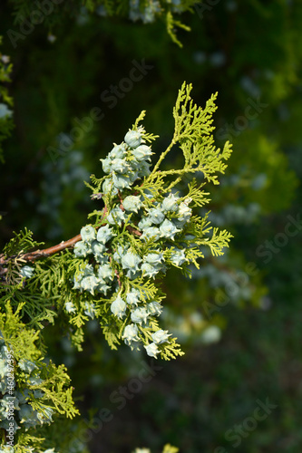 Fotografie Oriental thuja