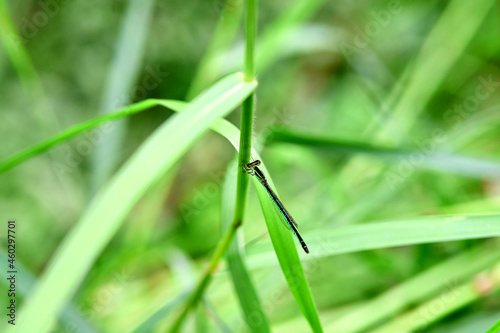 closeup of dragonfly on the stem grass