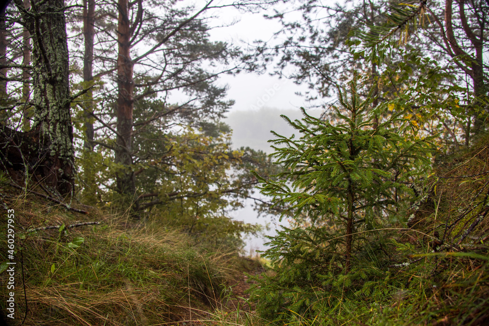 The bank of the Pasha River in fog