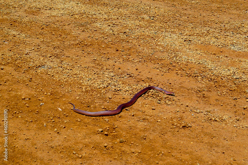 King Brown Snake - Australia