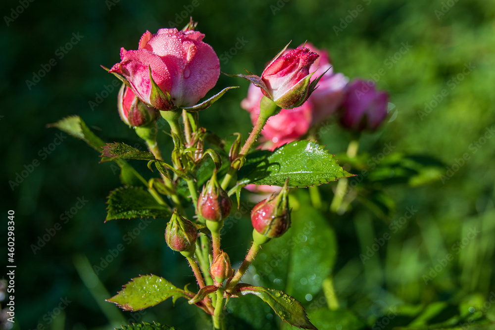 Little pink roses in the garden