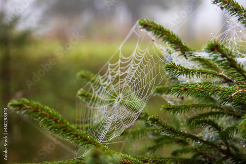 Spider web in dew drops on a spruce branch