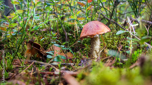 Podosinovik mushroom in the forest