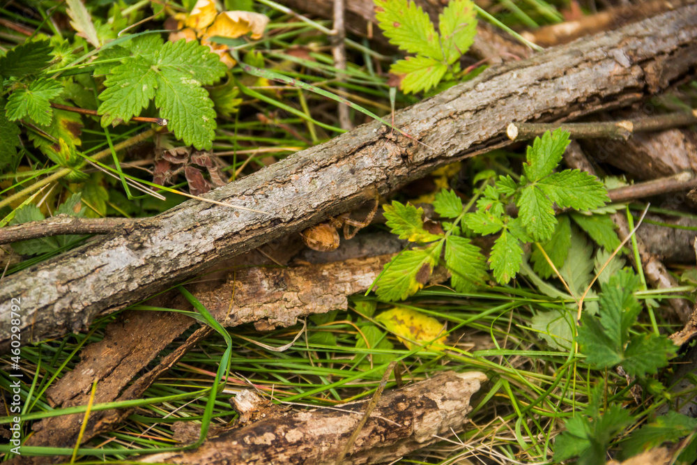 a spider on wooden log in the forest a spider on wooden log in the forest