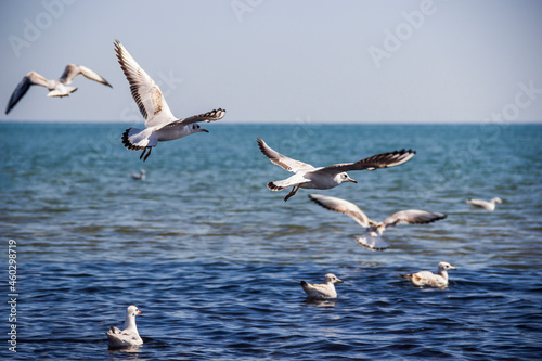 flying and swimming seagulls