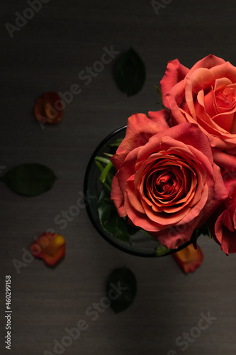 Fototapeta Naklejka Na Ścianę i Meble -  three beautiful roses blooming, flower arrangement decorated with petals in the background, detail of the petals, dark in the background, wallpaper design in studio