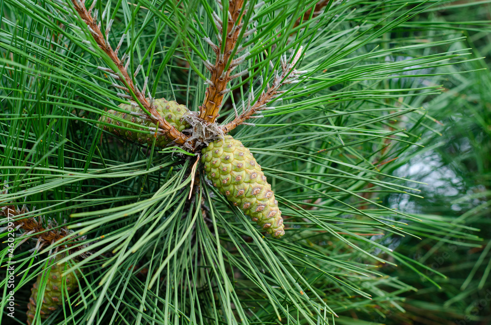 Conifer tree. Spruce cones. Pine cones. Christmas tree. Needles. Conifer tree. Spruce cones. Pine cones. Christmas tree. Needles.