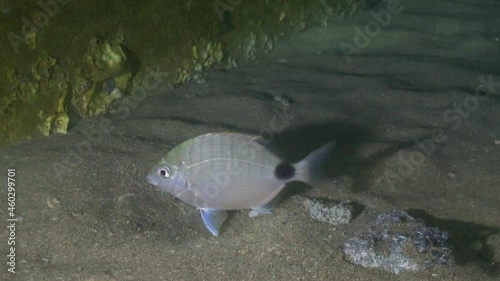 Pot tail pinfish swimming along concrete wall on ocean floor photo