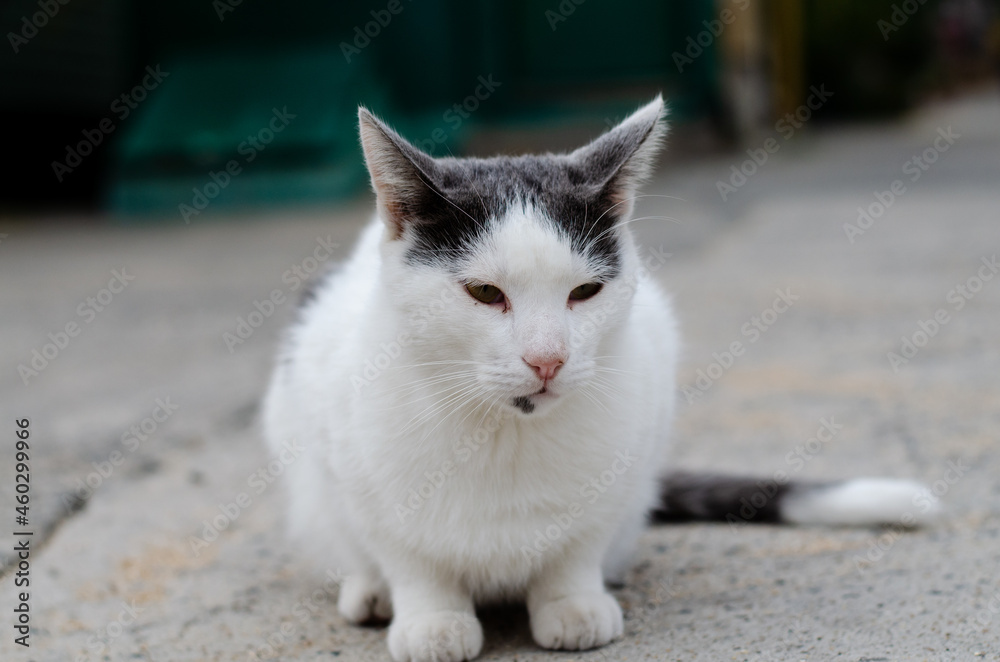 The spotted street cat is walking. Yard stray cat. Thoroughbred pet.