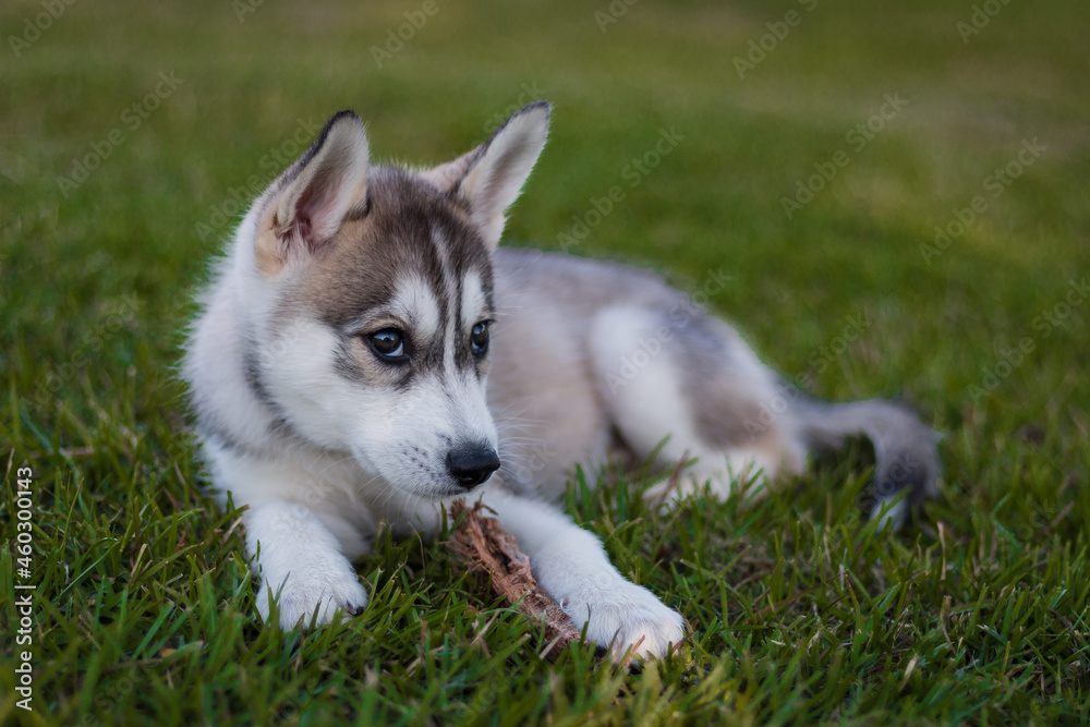 Cute Puppy at Dog Park