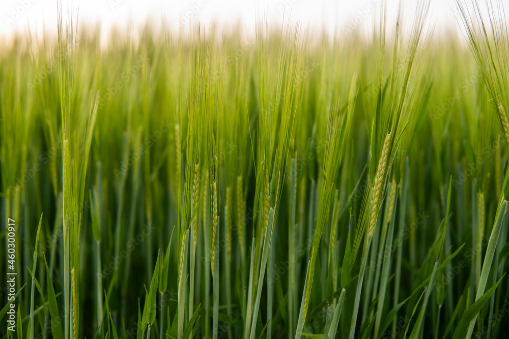Young green barley growing in agricultural field in spring. Unripe cereals. The concept of agriculture, organic food. Barleys sprout growing in soil. Close up on sprouting barley in sunset. Young green barley growing in agricultural field in spring. Unripe cereals. The concept of agriculture, organic food. Barleys sprout growing in soil. Close up on sprouting barley in sunset.