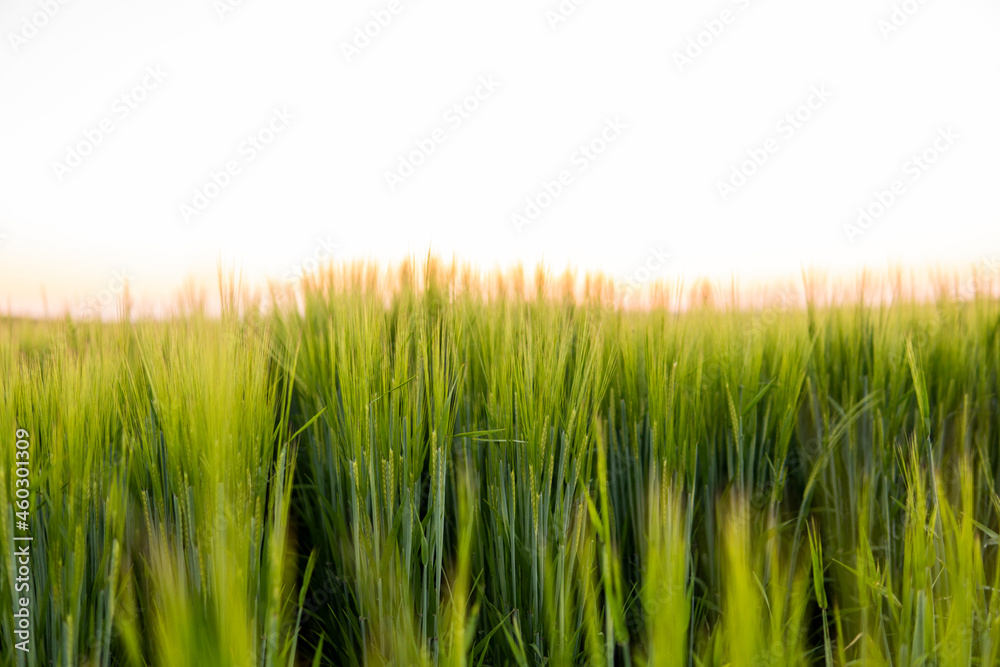 Fototapeta premium Young green barley growing in agricultural field in spring. Unripe cereals. The concept of agriculture, organic food. Barleys sprout growing in soil. Close up on sprouting barley in sunset.