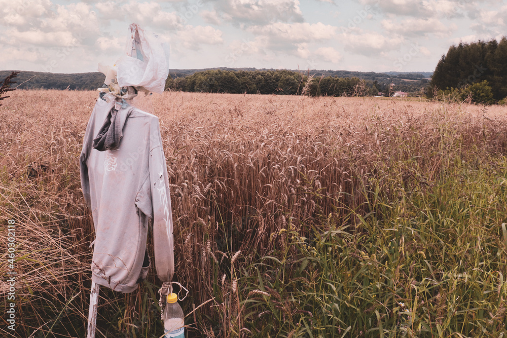 Scarecrow in the golden fields PL
