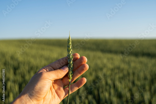 Farmer holds a green ear of wheat on agricultural field. Unripe cereals. The concept of agriculture, organic food. Wheat sprout growing in soil. Close up on sprouting wheat.