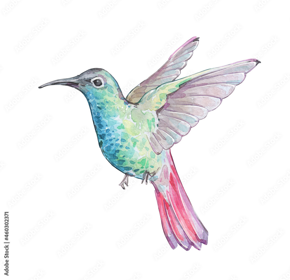 Obraz premium colorful hummingbird flying isolated art