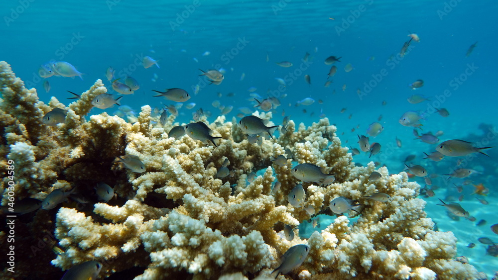 Fototapeta premium Beautiful fish on the Red Sea reef.