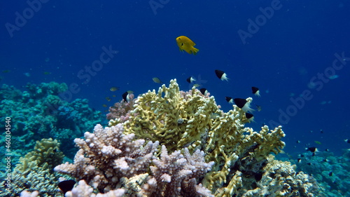 Beautiful fish on the Red Sea reef.  