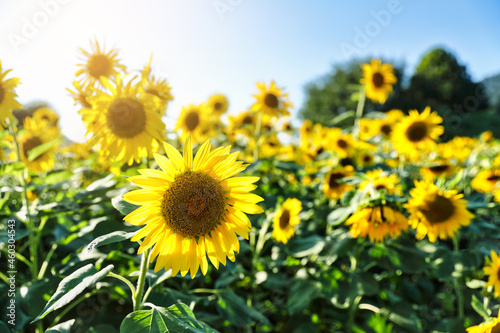sunflower field on a sunny day © Choi_ Nikolai