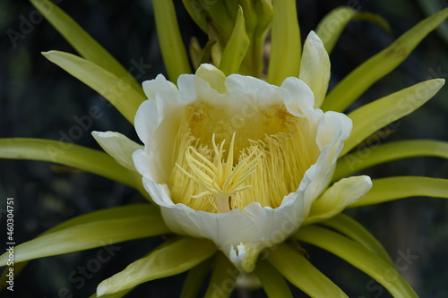 Selenicereus undatus, the white-fleshed pitahaya, is a species of Cactaceae and is the most cultivated species in the genus.