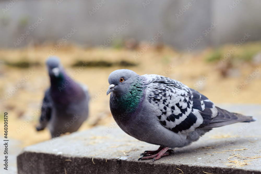 Obraz premium pigeon, bird, dove, animal, nature, beak, feather, gray, wildlife, grey, eye, wing, feathers, wings, birds, wild, city, rock, animals, one, urban, flying, head, park, fly