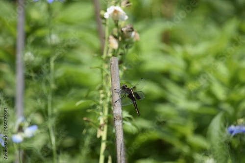 dragonfly on a branch in garden