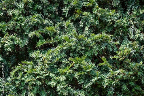 Texture of Yew Taxus baccata (English yew, European yew) in evergreen hedge on blurred background. Selective focus. Close-up. Landscape park "Krasnodar" or "Galitsky Park". Nature concept for design.