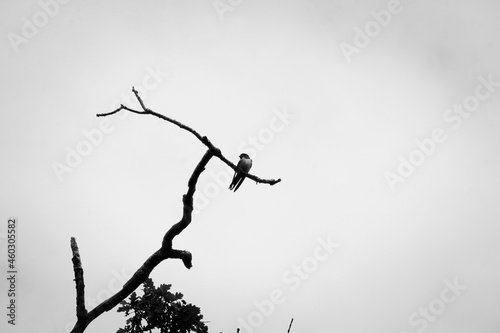 Hirondelle sur une branche .