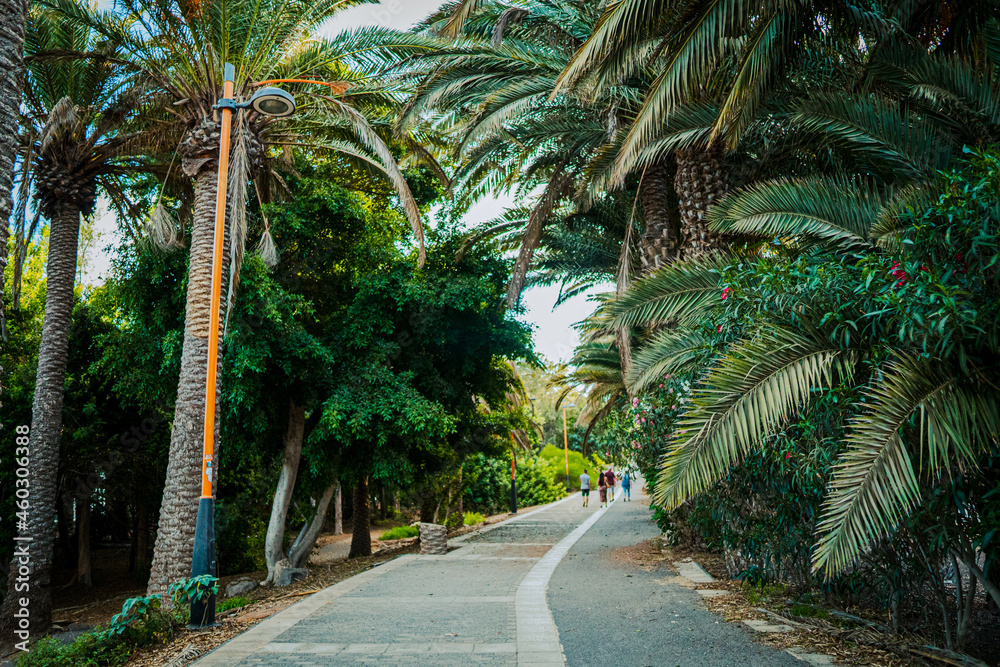palm trees on the street in spain