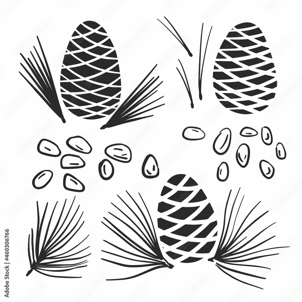 Obraz premium Cedar cone and cedar branches